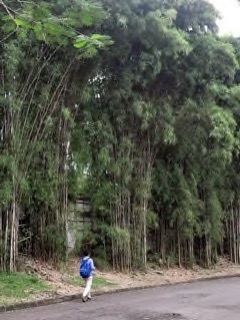 Thyrsostachys siamensis Monastery Bamboo